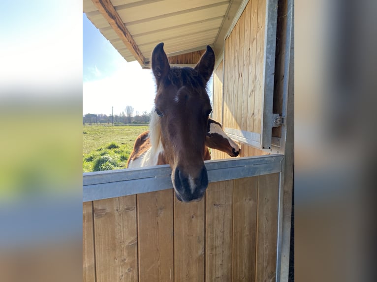 Pony francés de montar a caballo Yegua 1 año Pío in La bastide de Lévis