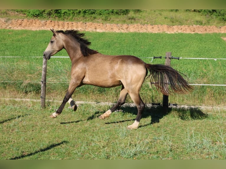 Pony francés de montar a caballo Yegua 2 años 148 cm Bayo in Alpes de Haute Provence