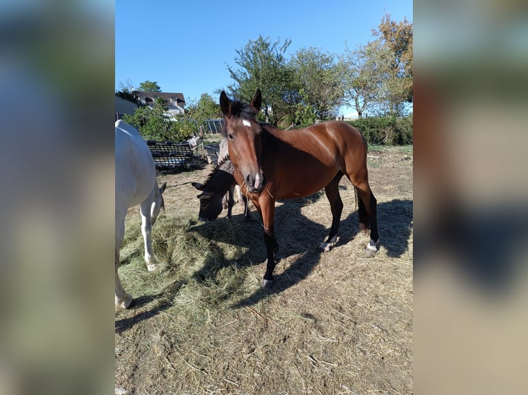 Pony francés de montar a caballo Mestizo Yegua 2 años 150 cm Castaño in Digoin