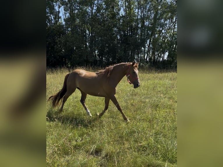 Pony francés de montar a caballo Yegua 3 años 141 cm Alazán in Montespan