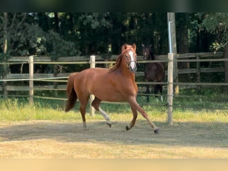 Pony francés de montar a caballo Yegua 3 años 142 cm Alazán in Escalans