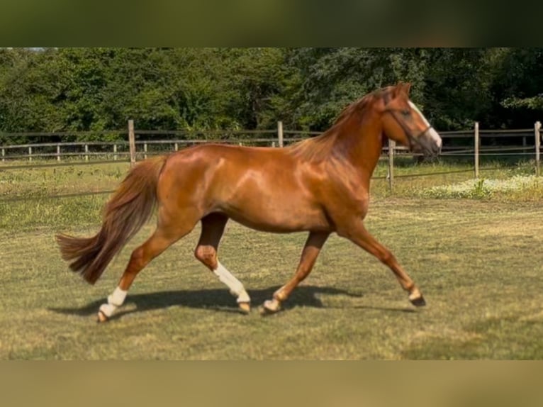 Pony francés de montar a caballo Yegua 3 años 142 cm Alazán in Escalans