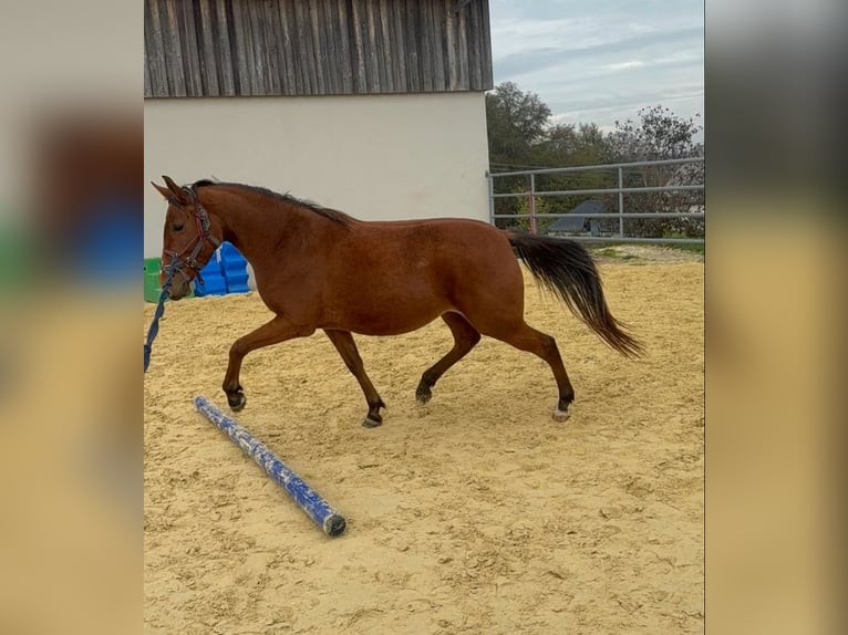 Pony francés de montar a caballo Yegua 3 años 146 cm  in Daleiden
