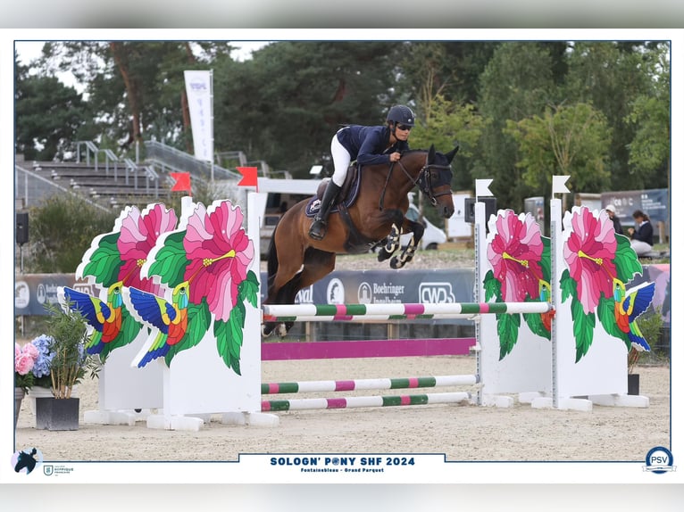 Pony francés de montar a caballo Yegua 5 años 138 cm Castaño in courtes