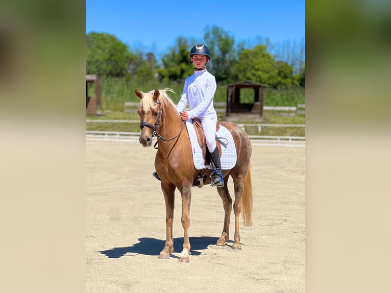 Pony francés de montar a caballo Yegua 5 años 139 cm Palomino in Poulx