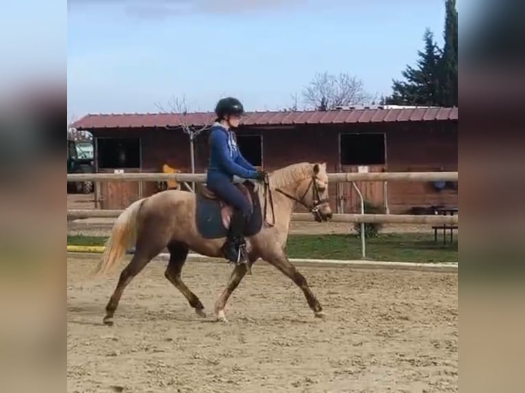 Pony francés de montar a caballo Yegua 5 años 139 cm Palomino in Poulx