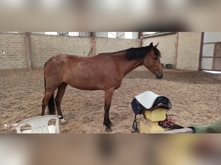 Pony francés de montar a caballo Yegua 5 años 147 cm Castaño in Champguyon
