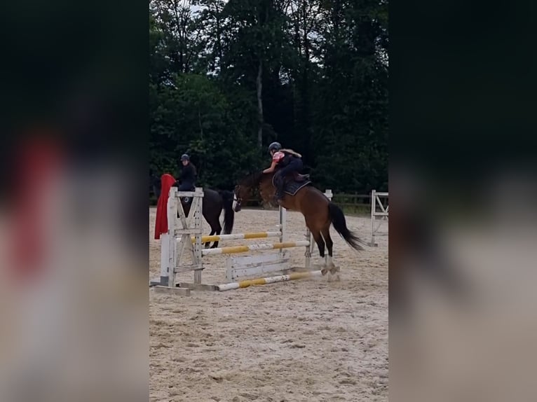 Pony francés de montar a caballo Yegua 6 años 140 cm Castaño in Courtedoux