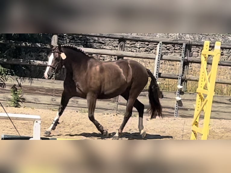 Pony francés de montar a caballo Yegua 6 años 148 cm Alazán-tostado in Loudéac