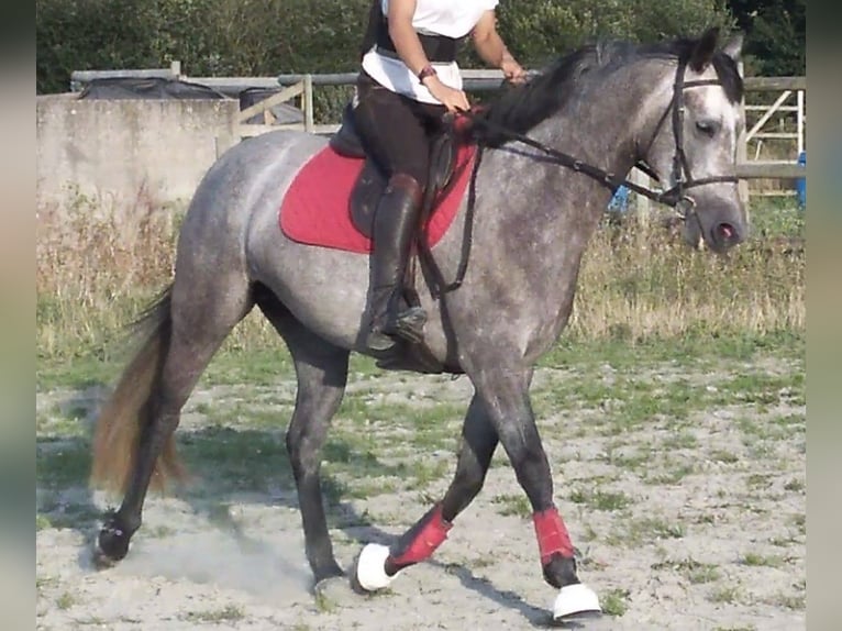 Pony francés de montar a caballo Mestizo Yegua 6 años 149 cm Tordo in La Boussac