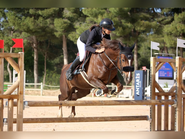 Pony francés de montar a caballo Yegua 7 años 148 cm Alazán-tostado in Nans-les-Pins