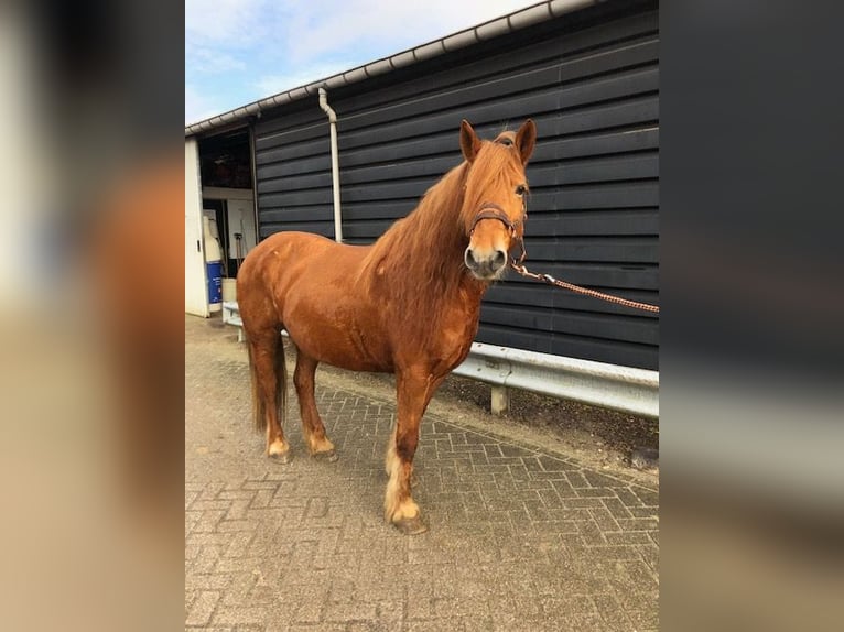 Pony francés de montar a caballo Yegua 8 años 148 cm Alazán in Ruinerwold