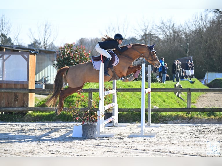 Pony francés de montar a caballo Yegua 9 años 146 cm Alazán in seiches/loir