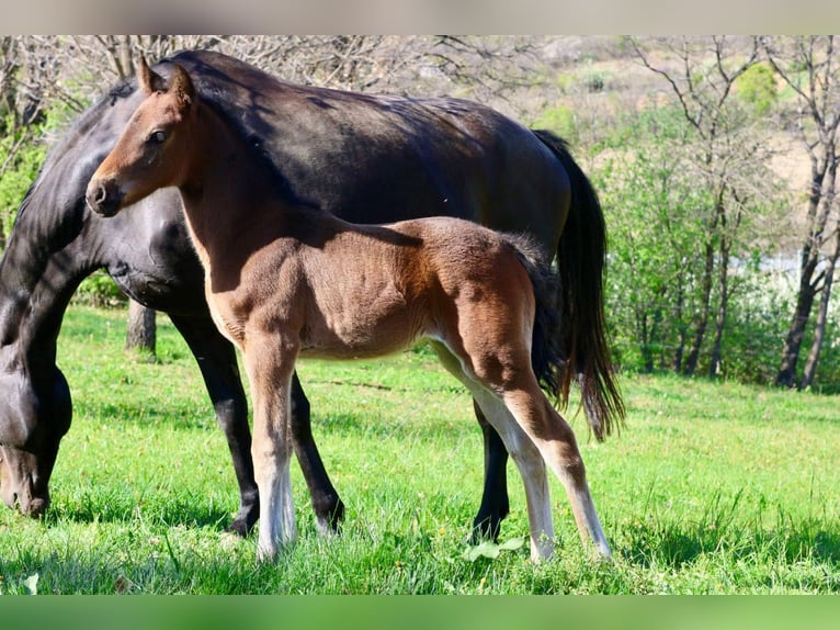 Pony francés de montar a caballo Yegua  160 cm Castaño in sisteron