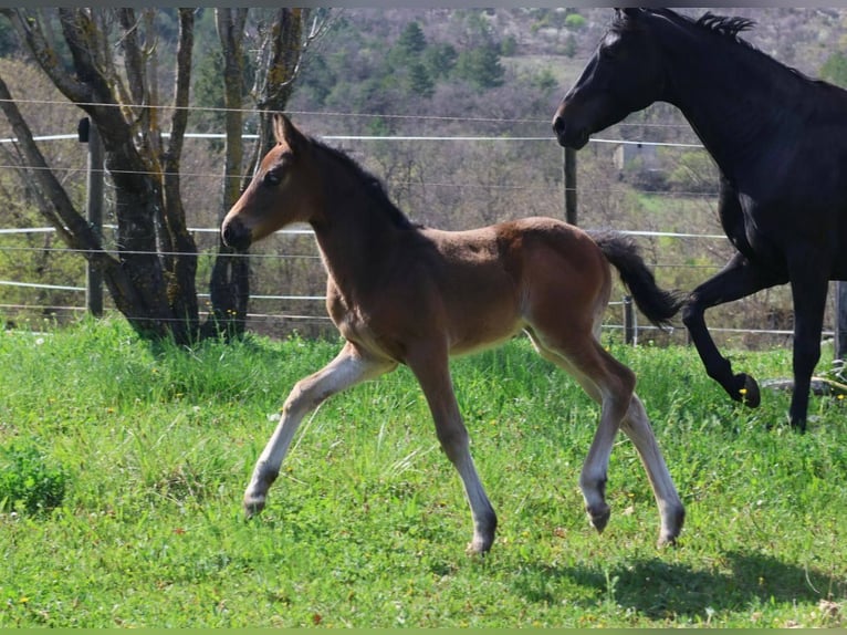 Pony francés de montar a caballo Yegua  160 cm Castaño in sisteron