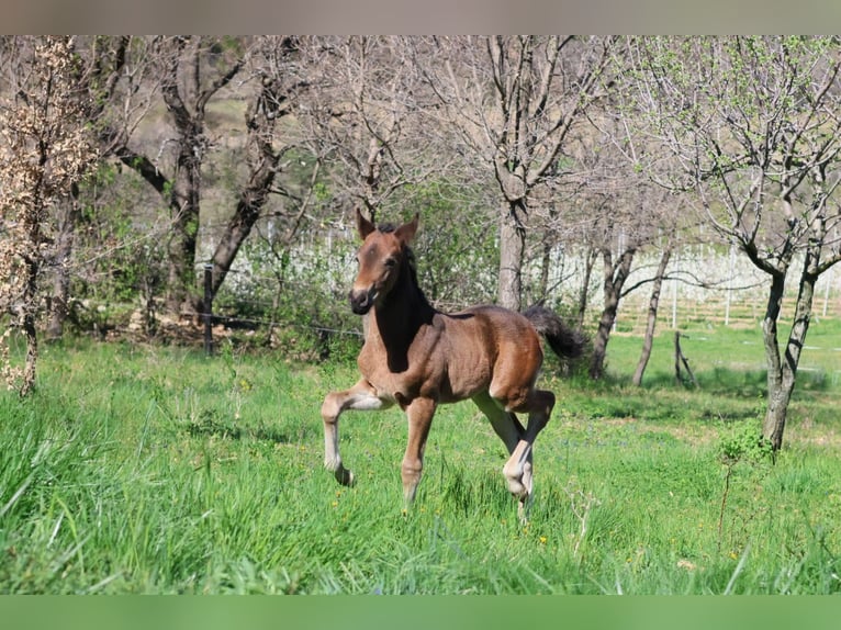 Pony francés de montar a caballo Yegua  160 cm Castaño in sisteron