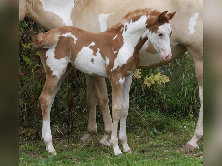 Pony francés de montar a caballo Yegua Potro (01/2024) Overo-todas las-capas in SOULEUVRE EN BOCAGE