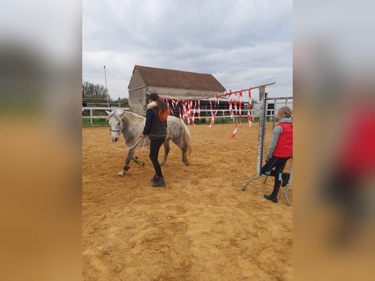 Pony Francese Castrone 10 Anni 140 cm Grigio pezzato in La Rochelle