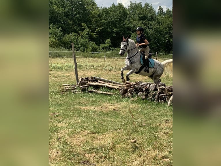 Pony Francese Castrone 10 Anni 140 cm Grigio pezzato in La Rochelle