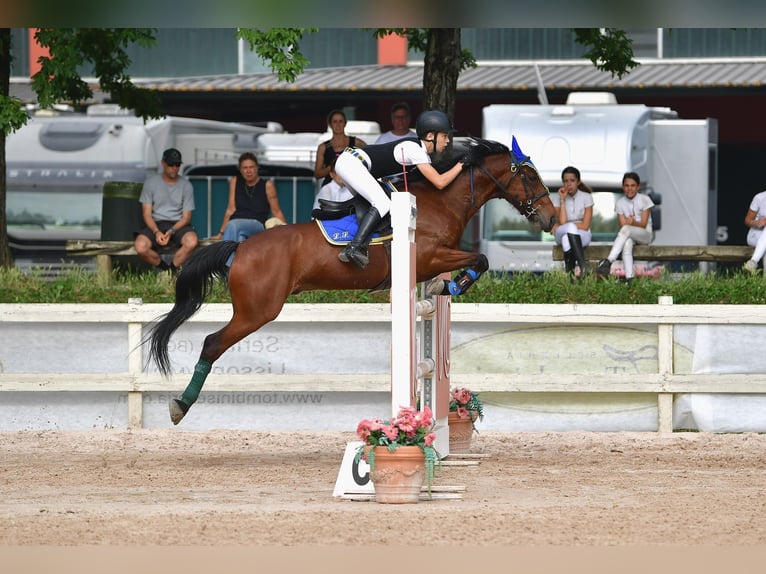 Pony Francese Castrone 10 Anni 141 cm Baio ciliegia in Legnano