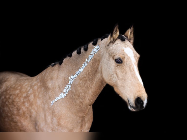 Pony Francese Castrone 10 Anni 147 cm Falbo in Hof