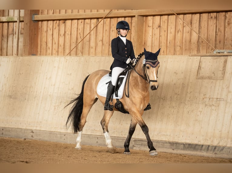 Pony Francese Castrone 10 Anni 147 cm Falbo in Hof