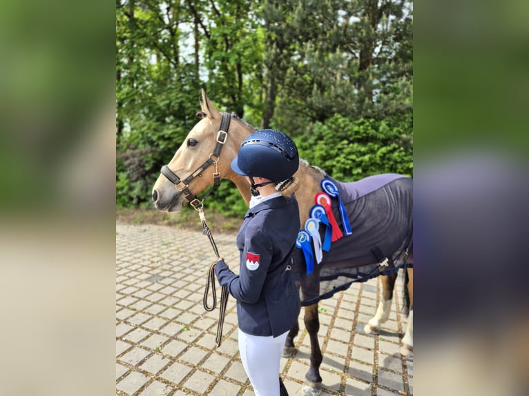 Pony Francese Castrone 10 Anni 147 cm Falbo in Hof