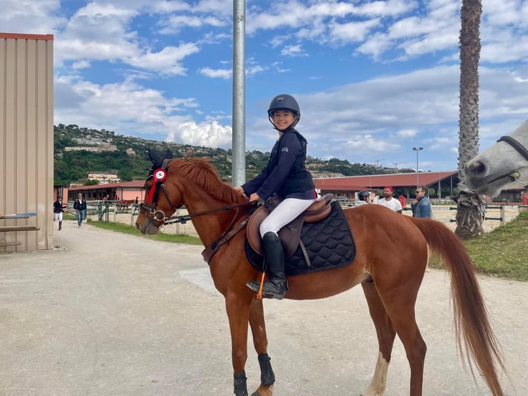 Pony Francese Castrone 11 Anni 143 cm Sauro in Cannes