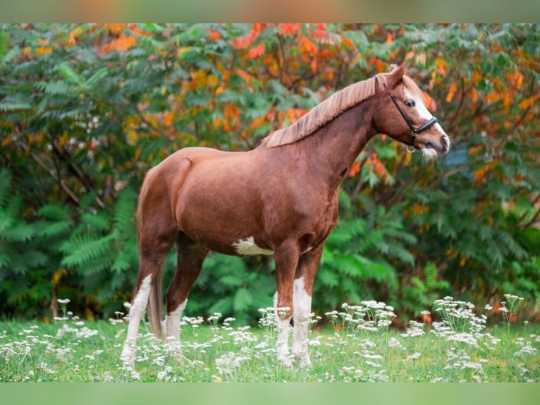 Pony Francese Castrone 12 Anni 129 cm Sauro in Leipzig