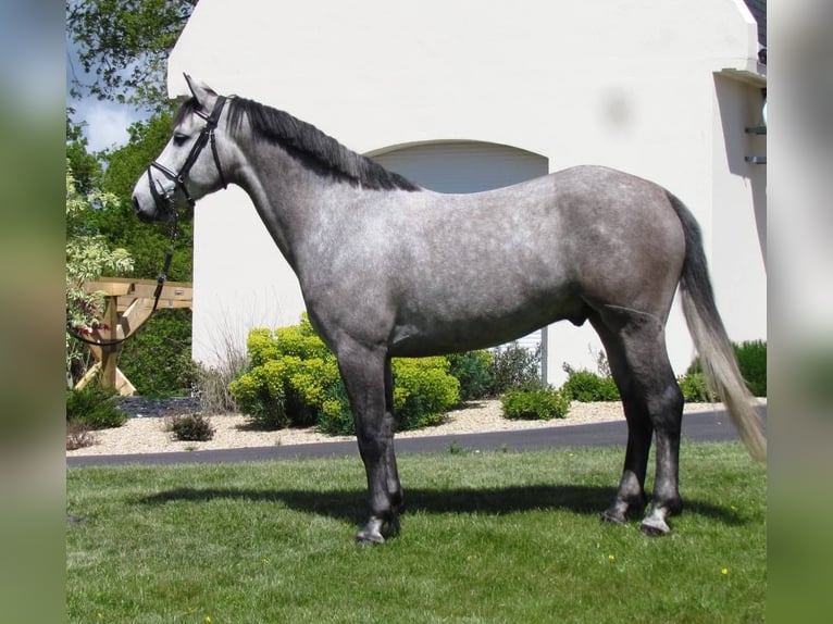 Pony Francese Castrone 12 Anni 148 cm Grigio in Auch