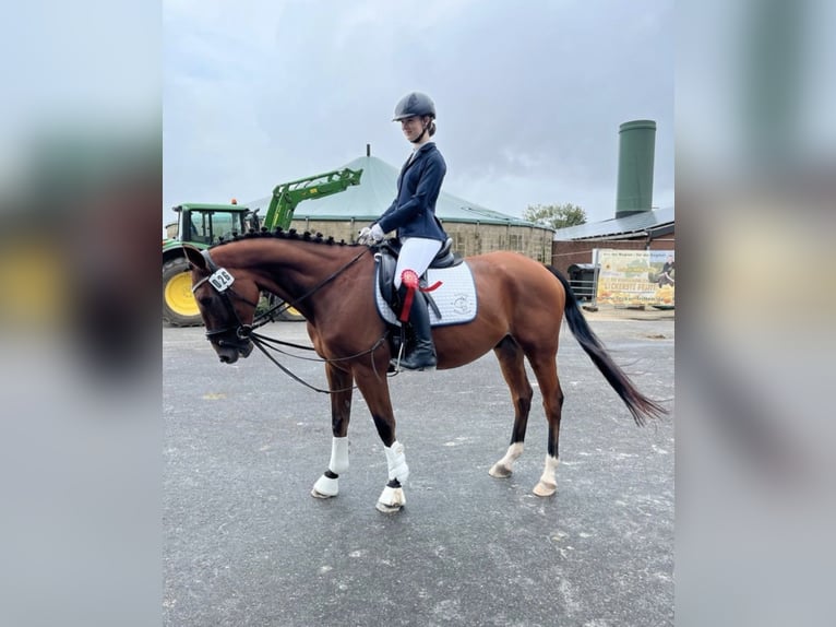 Pony Francese Mix Castrone 12 Anni 160 cm Baio in Waltrop