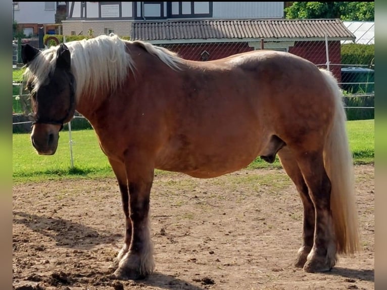 Pony Francese Castrone 13 Anni 145 cm Sauro in Biedenkopf