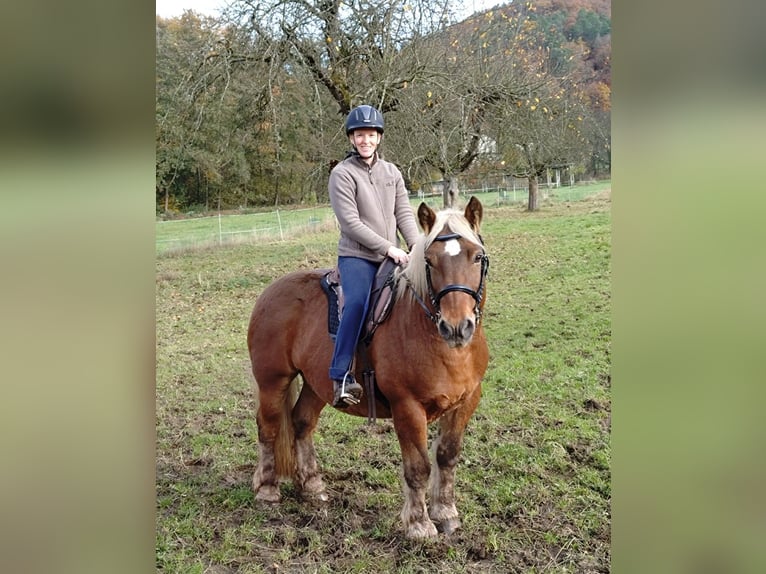 Pony Francese Castrone 13 Anni 145 cm Sauro in Biedenkopf