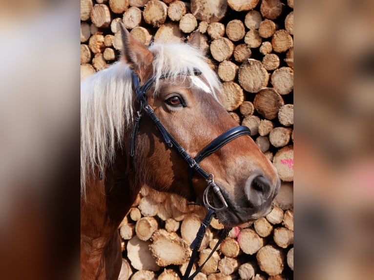 Pony Francese Castrone 13 Anni 145 cm Sauro in Biedenkopf