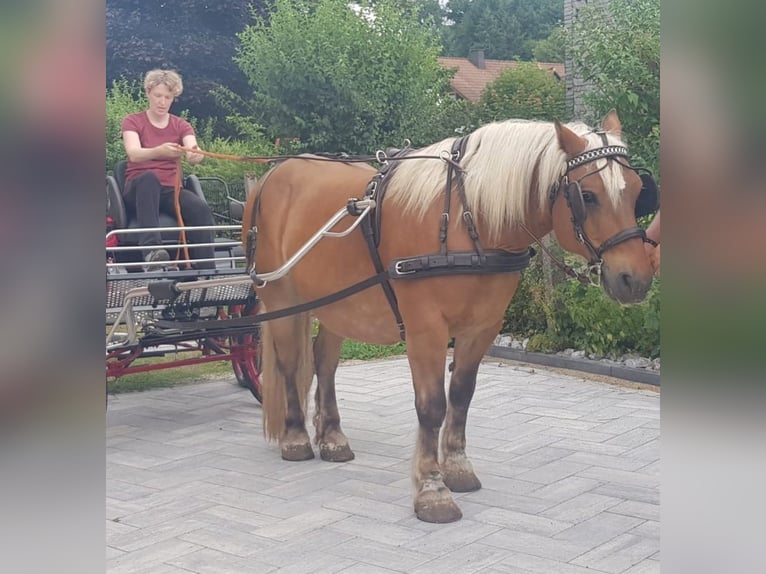 Pony Francese Castrone 13 Anni 145 cm Sauro in Biedenkopf