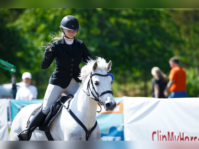 Pony Francese Castrone 13 Anni 148 cm Grigio in Kurtna