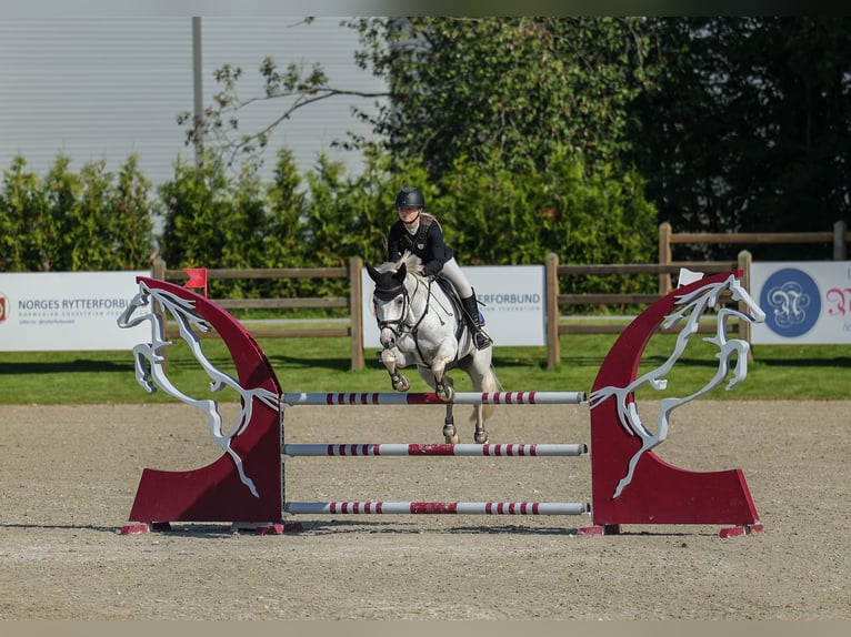 Pony Francese Castrone 13 Anni 148 cm Grigio in Kurtna