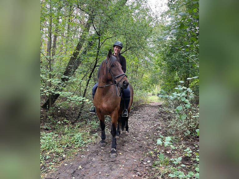 Pony Francese Mix Castrone 13 Anni 150 cm Baio scuro in Petershagen-Eggersdorf