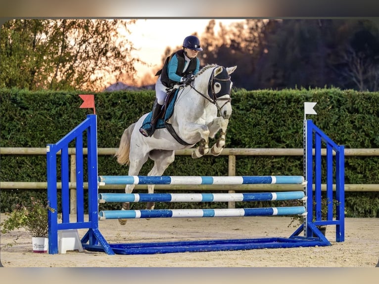 Pony Francese Castrone 14 Anni 153 cm Grigio in Tersanne