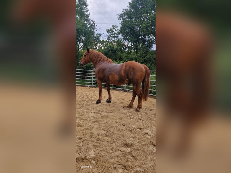 Pony Francese Mix Castrone 14 Anni 155 cm Sauro in Netphen