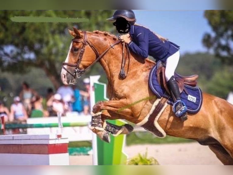 Pony Francese Castrone 15 Anni 146 cm Sauro in TrecellaTruccazzano
