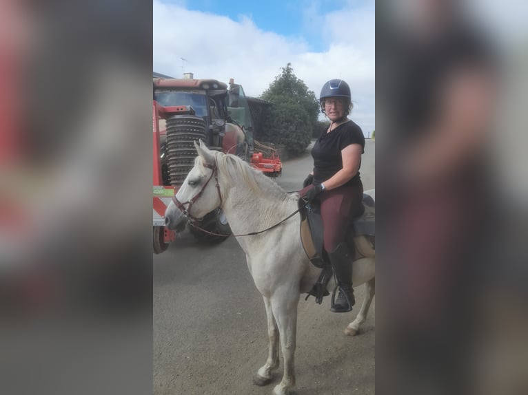Pony Francese Castrone 15 Anni 152 cm Grigio in Romagny fontenay