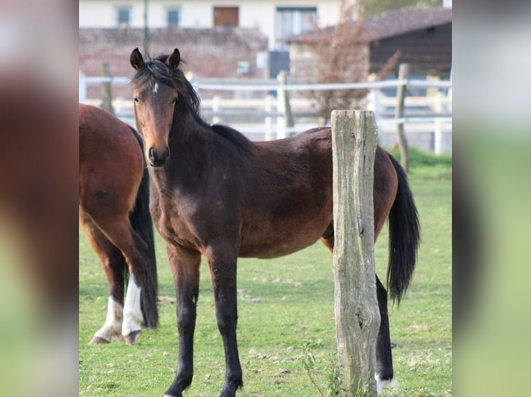 Pony Francese Castrone 1 Anno Baio scuro in La neuville en hez
