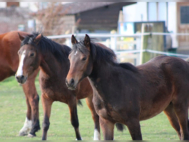 Pony Francese Castrone 1 Anno Baio scuro in La neuville en hez