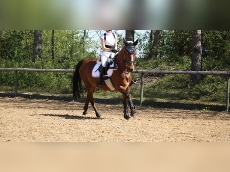 Pony Francese Castrone 21 Anni 147 cm Baio in Friedberg