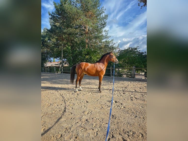 Pony Francese Castrone 4 Anni 147 cm Baio in Gif-sur-Yvette