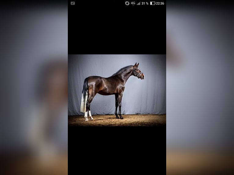 Pony Francese Castrone 4 Anni 147 cm Morello in Beuzeville