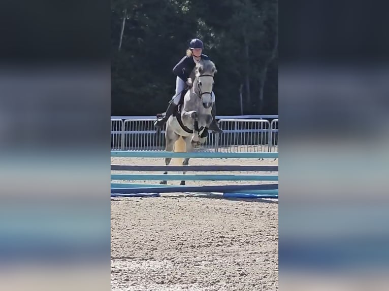 Pony Francese Castrone 6 Anni 145 cm Grigio in Avillers-Sainte-Croix