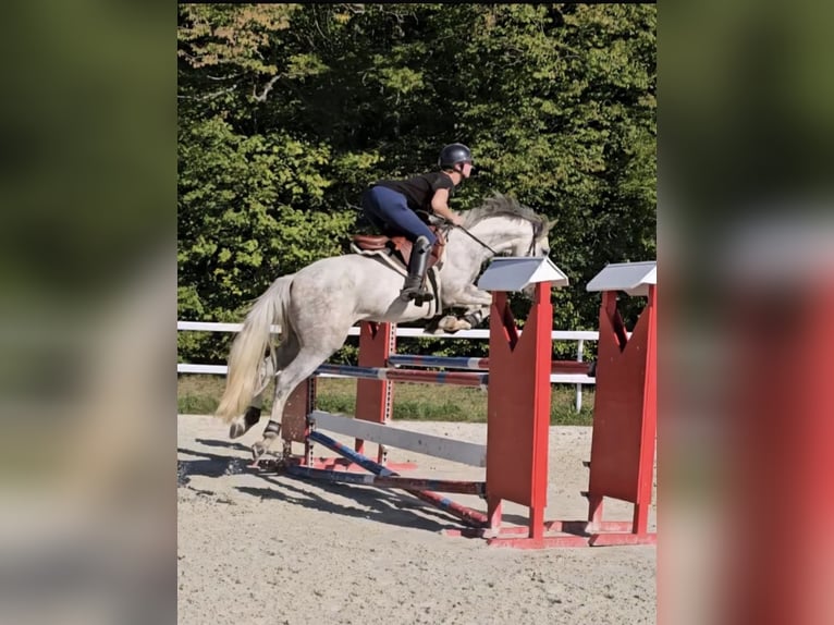 Pony Francese Castrone 6 Anni 145 cm Grigio in Avillers-Sainte-Croix