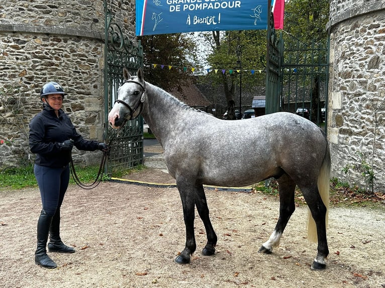 Pony Francese Castrone 6 Anni 149 cm Grigio in La garnache